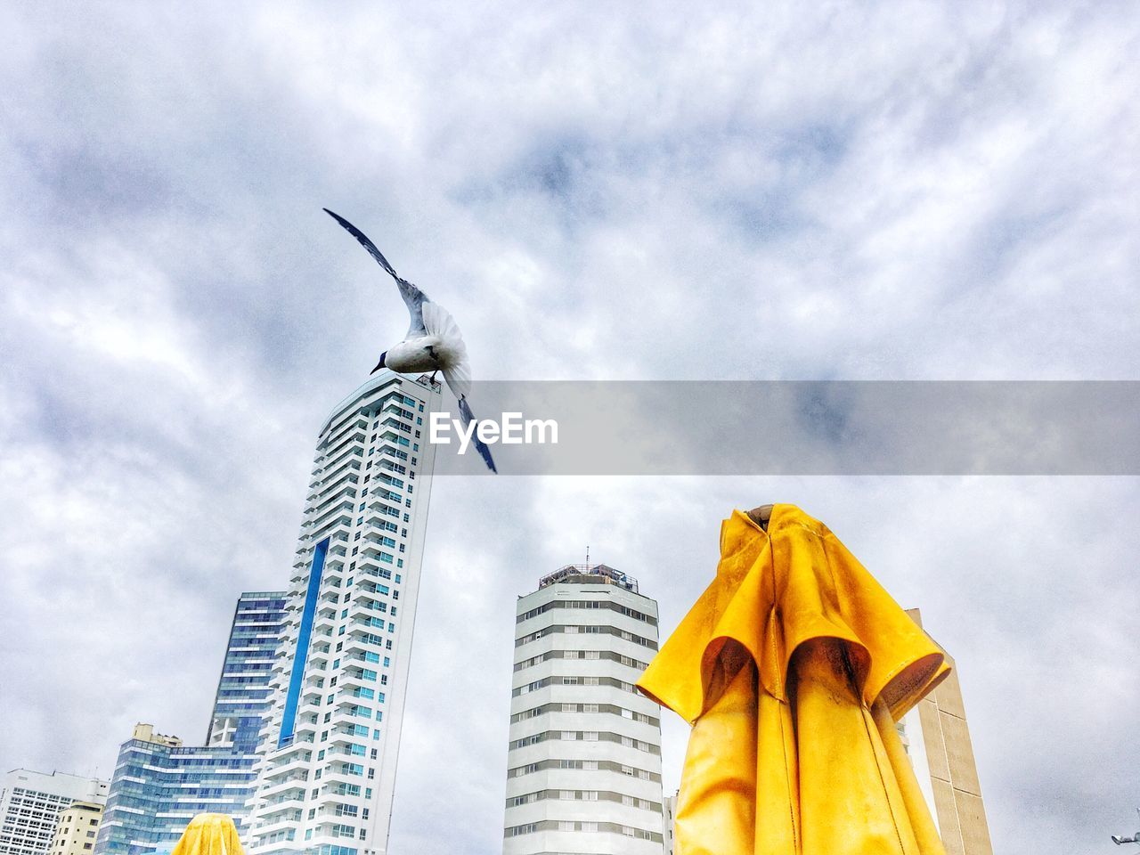 Low angle view of bird flying against building in city