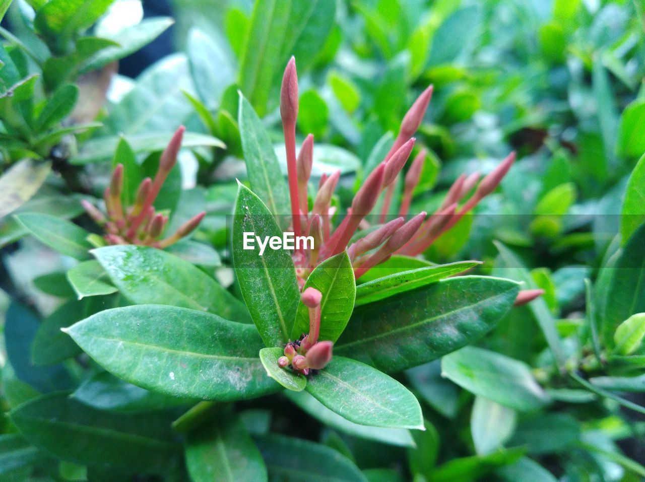 Close-up of flowering plant