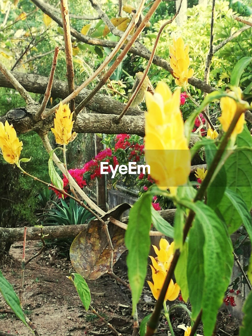 CLOSE-UP OF YELLOW FLOWER