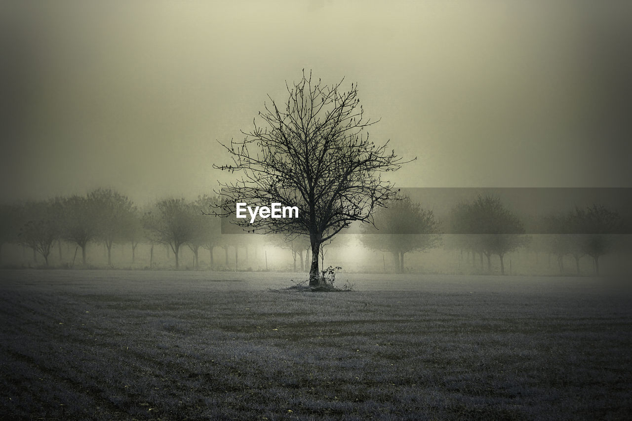 Bare tree on field against sky during winter