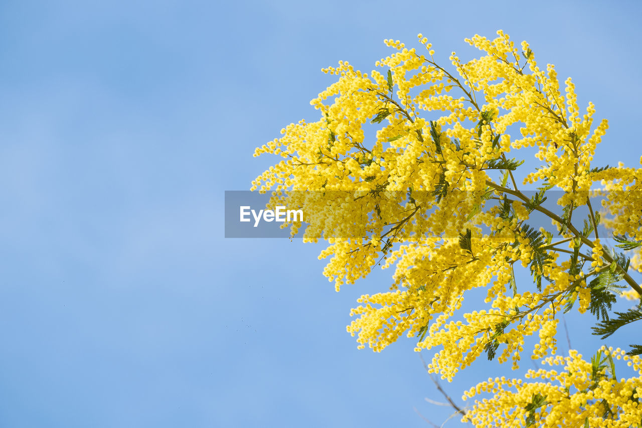 LOW ANGLE VIEW OF YELLOW FLOWERING PLANTS AGAINST CLEAR SKY