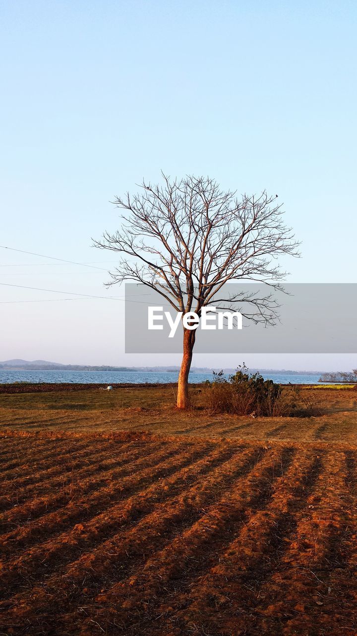 BARE TREE ON COUNTRYSIDE LANDSCAPE AGAINST CLEAR SKY