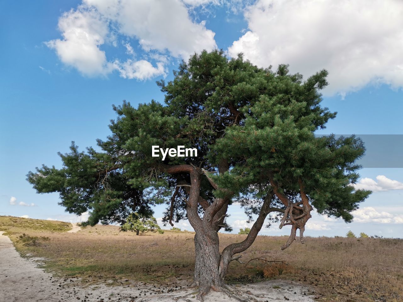 Trees on field against sky