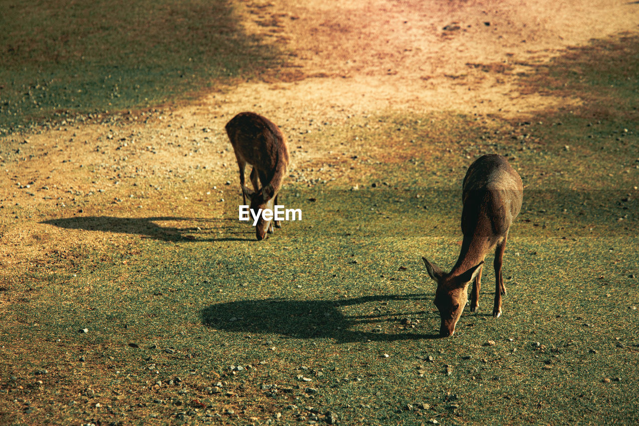 side view of horse on field