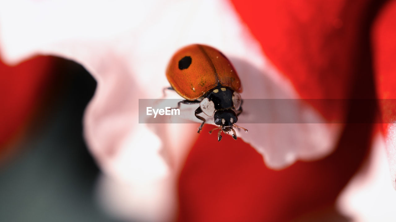 CLOSE-UP OF INSECT ON RED LEAF