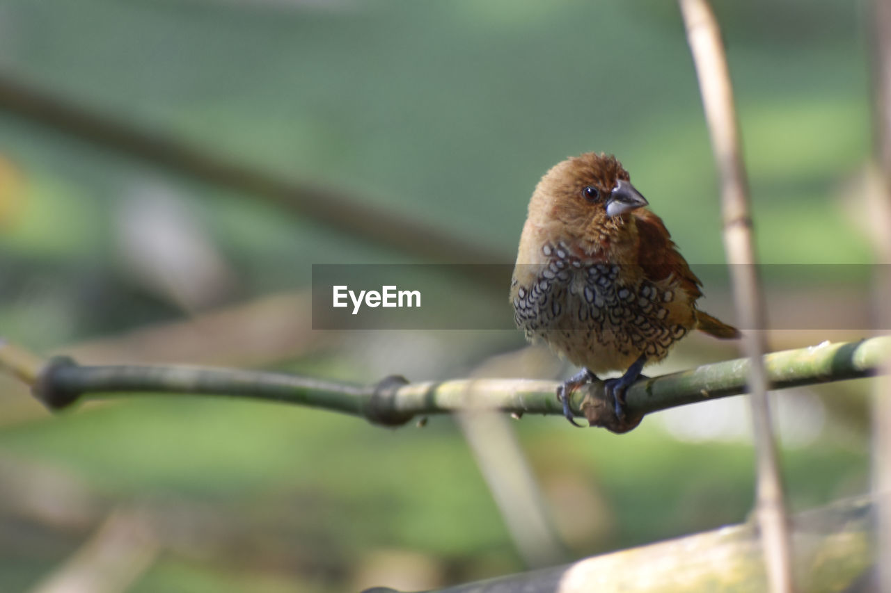 CLOSE-UP OF BIRD PERCHING ON A PLANT