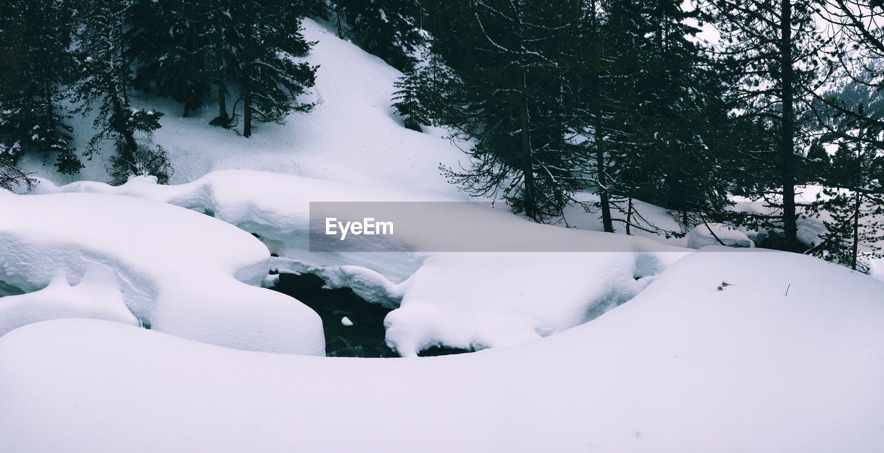 SNOW COVERED TREES
