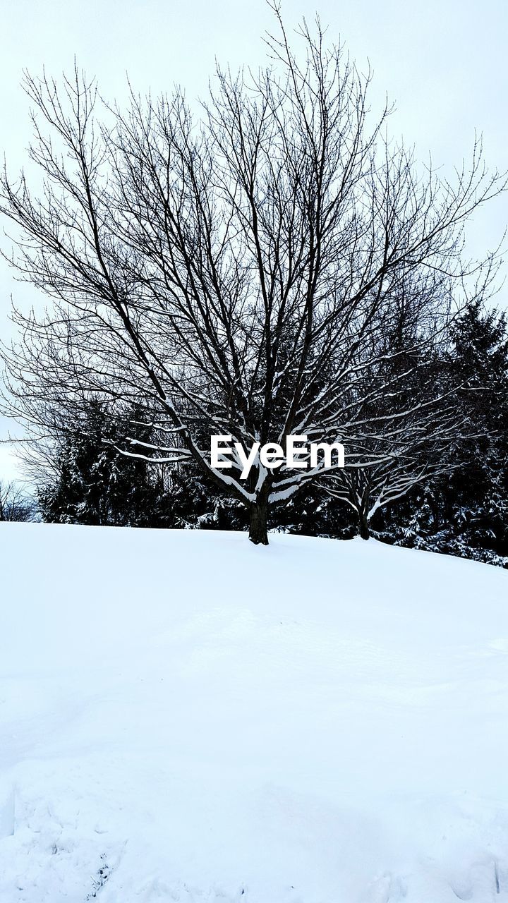 Trees on snow covered field
