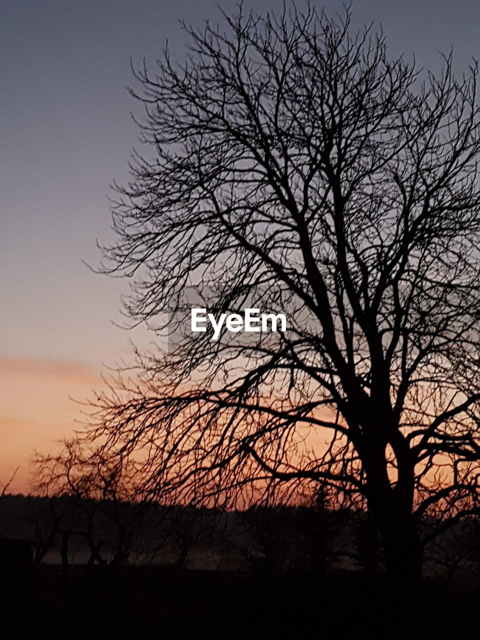 LOW ANGLE VIEW OF SILHOUETTE BARE TREES AGAINST SKY DURING SUNSET