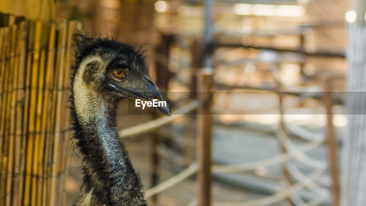 CLOSE-UP OF AN ANIMAL CAGE