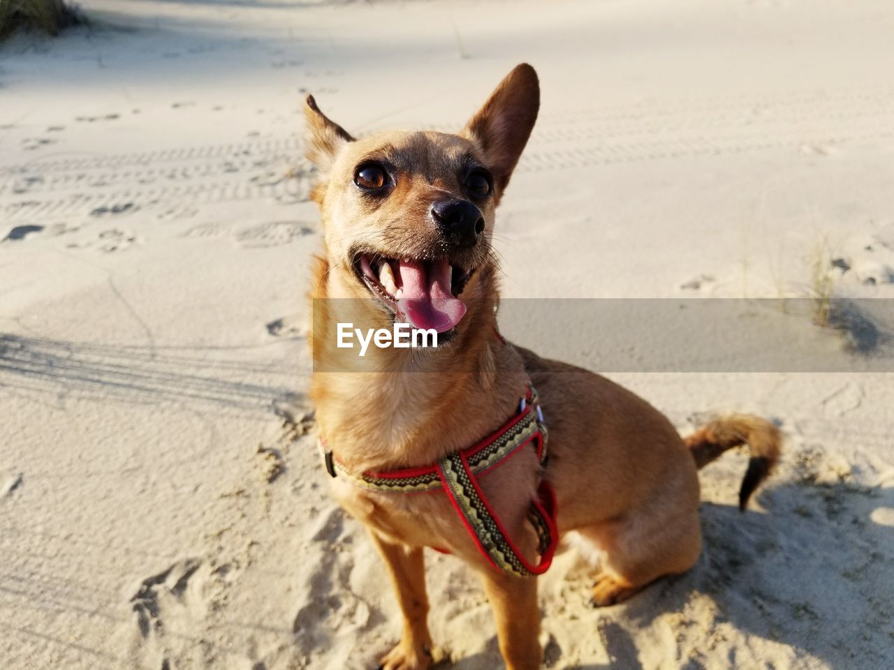 CLOSE-UP OF DOG AT BEACH