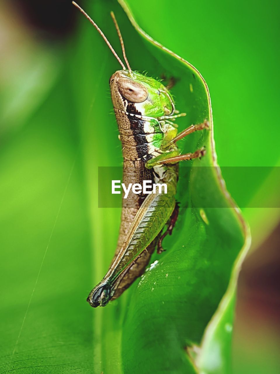 animal themes, animal, animal wildlife, green, insect, one animal, wildlife, grasshopper, nature, macro photography, close-up, animal body part, macro, no people, plant, plant part, outdoors, leaf, beauty in nature, focus on foreground, environment, full length, plant stem, day