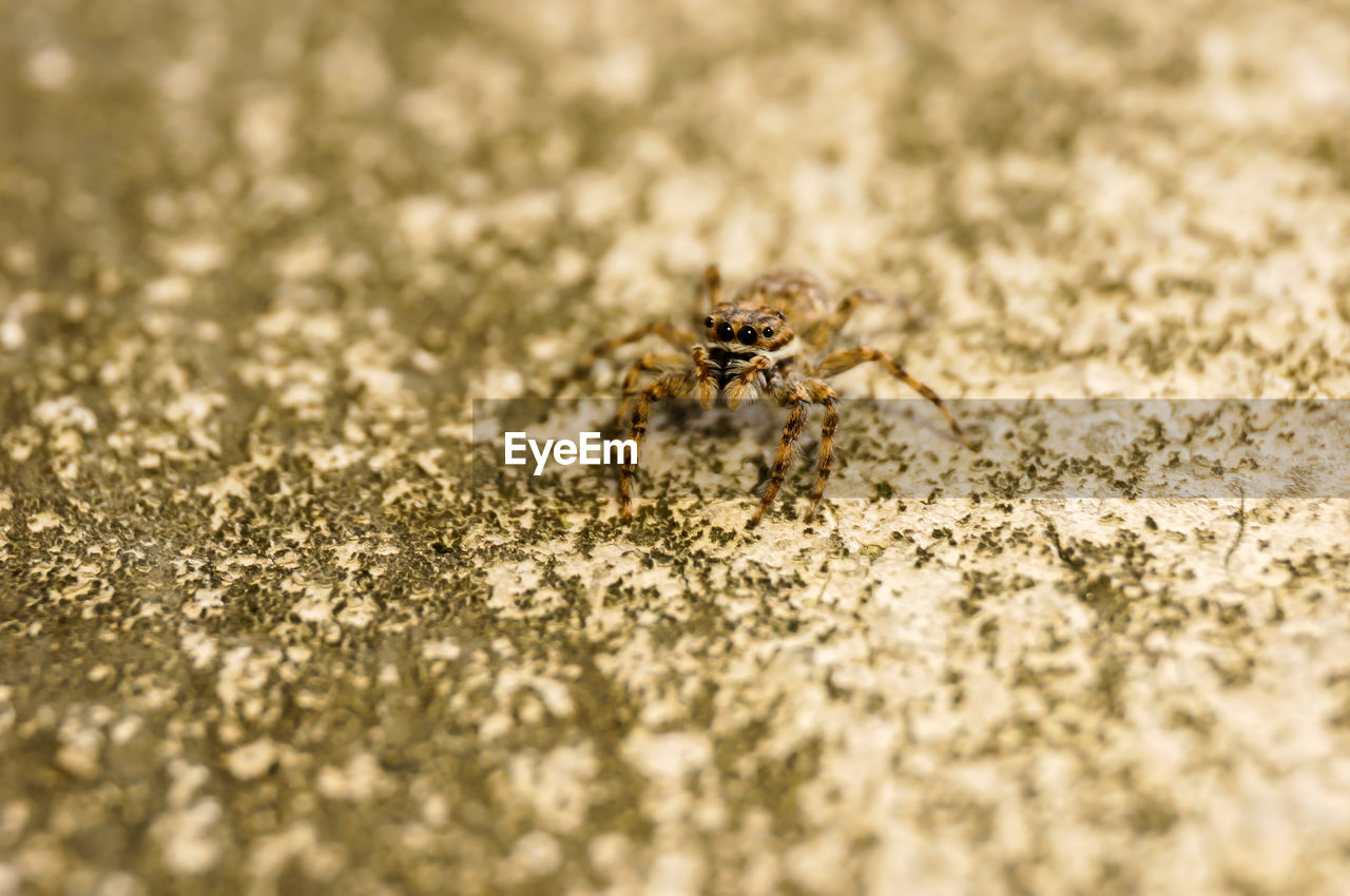 Close-up of jumping spider on field