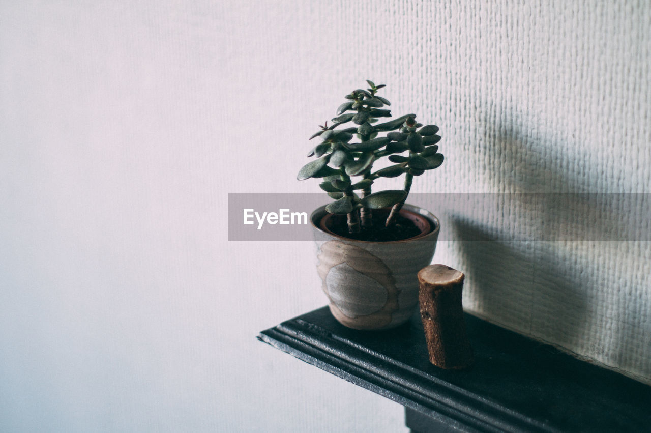 Close-up of potted plant on shelf