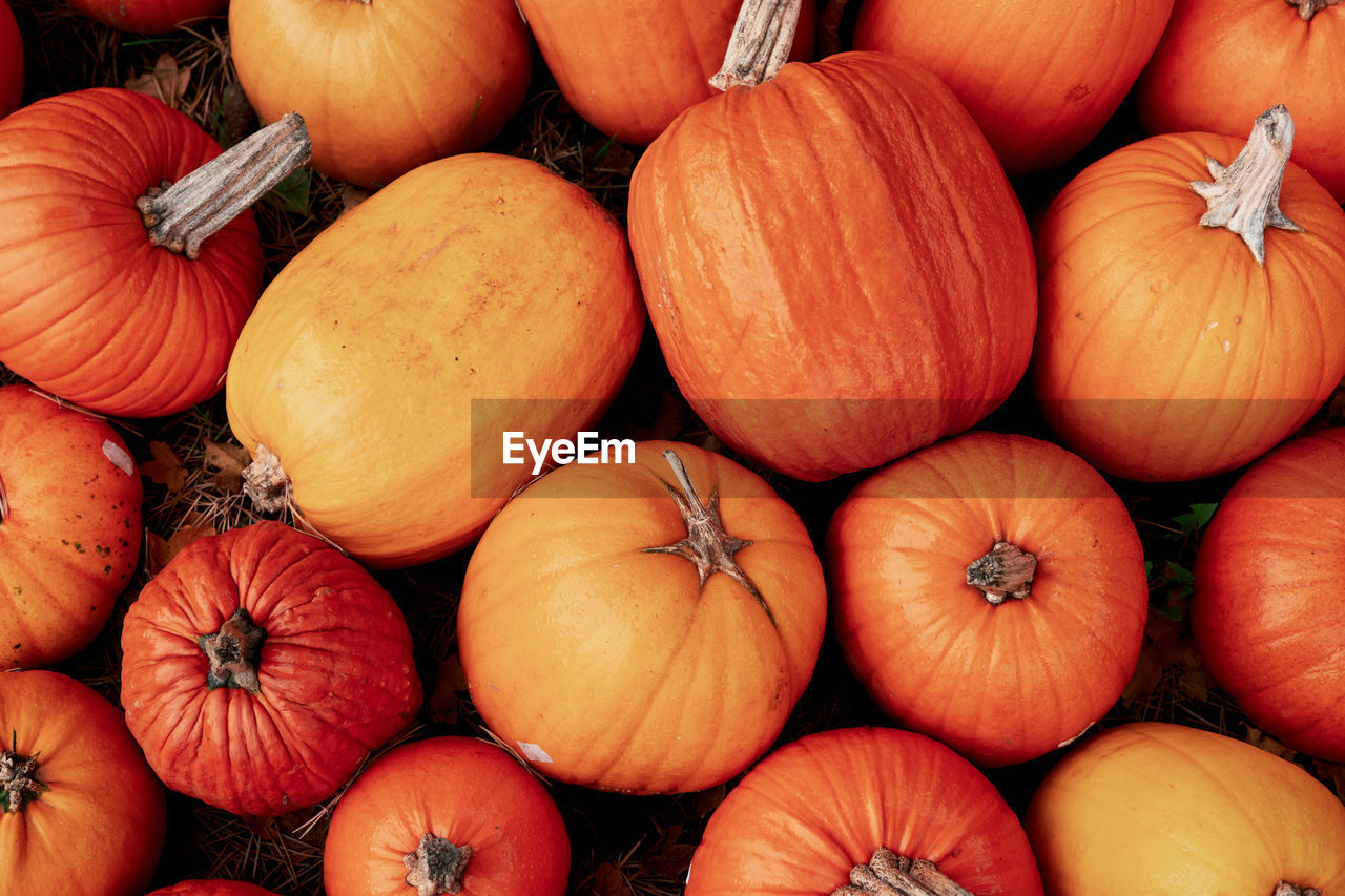 Orange fall pumpkins for halloween