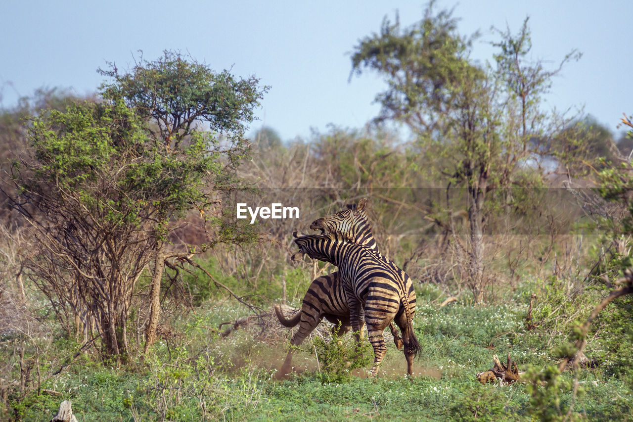 Zebras fighting on land