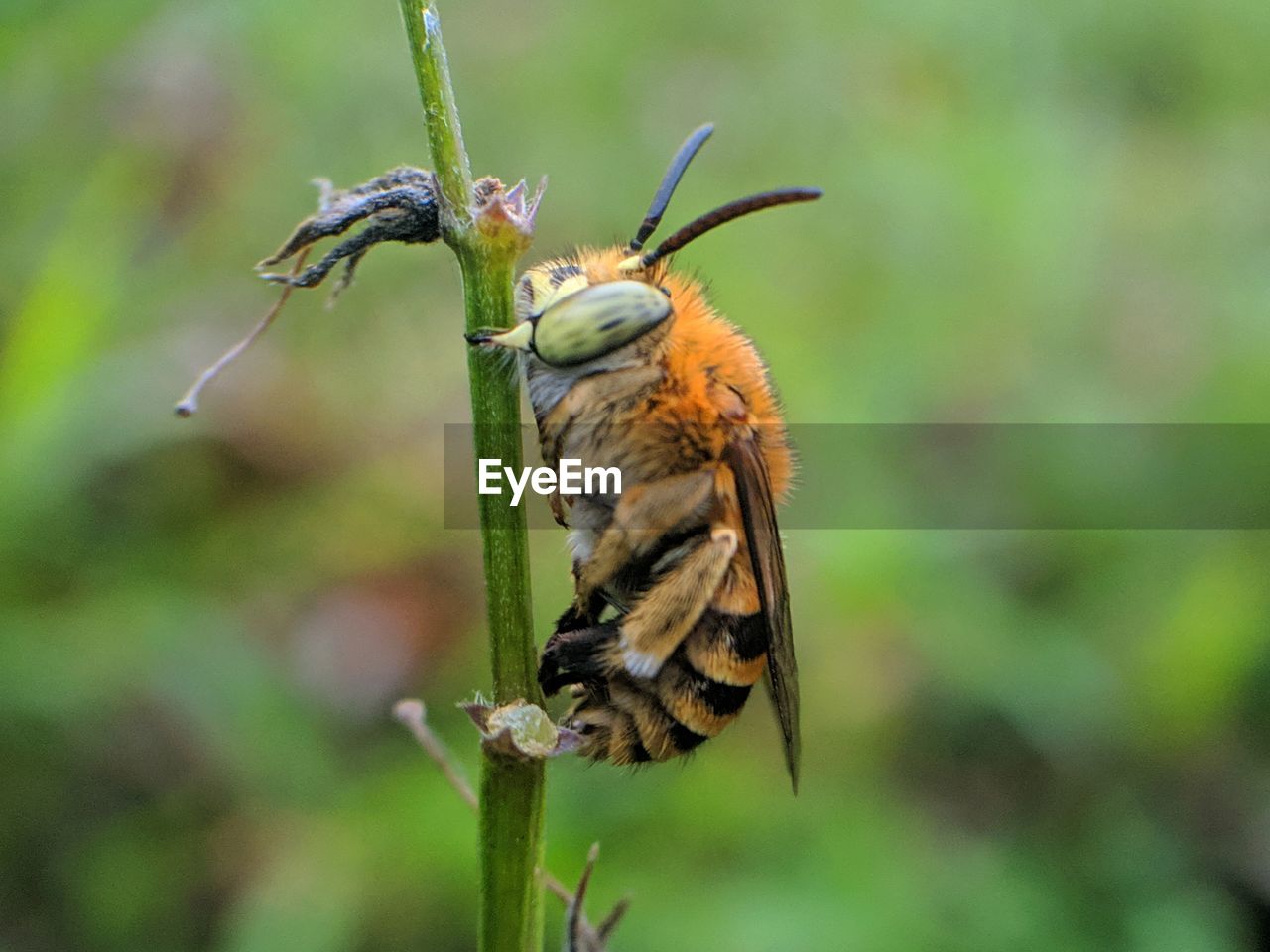 CLOSE-UP OF INSECT ON LEAF