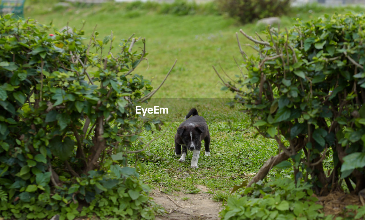  portrait of dog on land