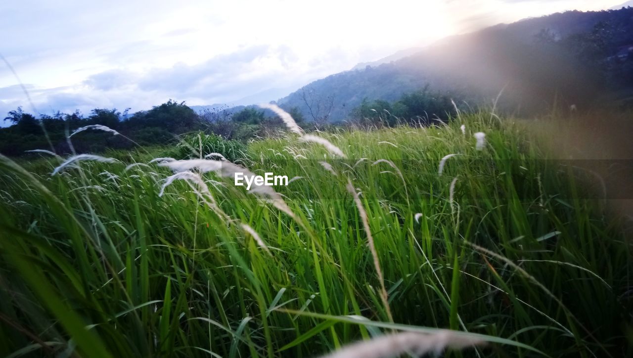 CLOSE-UP OF FRESH GREEN GRASS AGAINST SKY