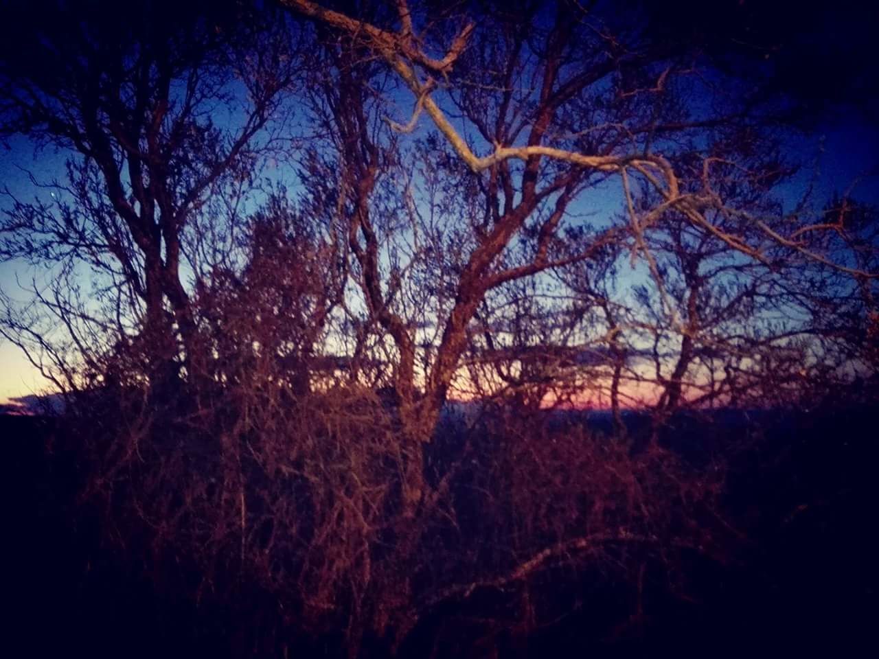 LOW ANGLE VIEW OF BARE TREES AT NIGHT