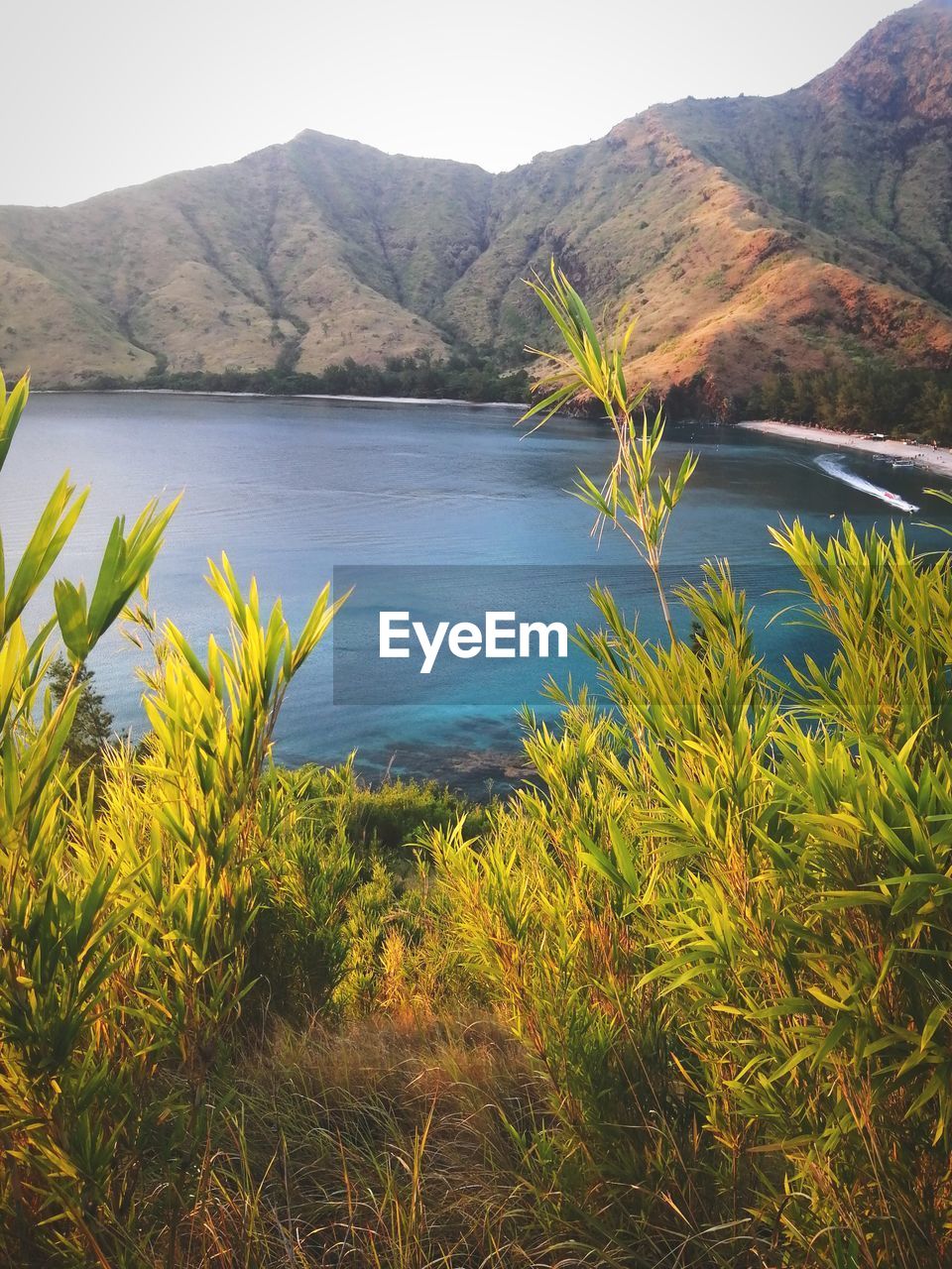 PLANTS AND LAKE AGAINST MOUNTAINS