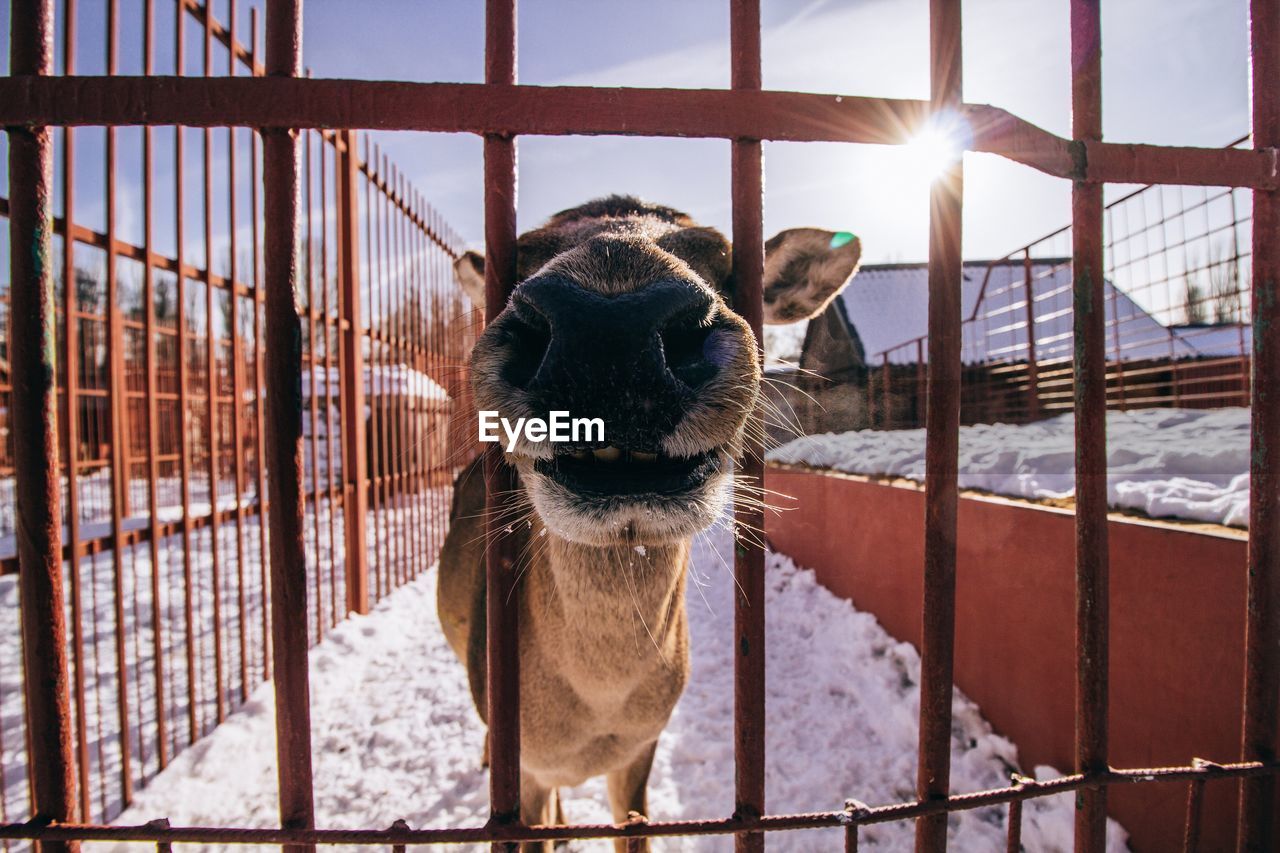 CLOSE-UP OF GIRAFFE IN CAGE