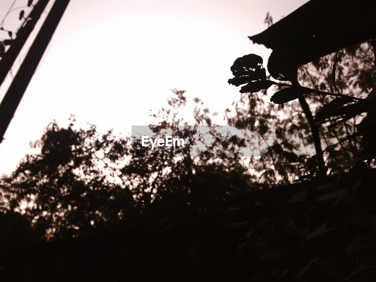 CLOSE-UP LOW ANGLE VIEW OF SILHOUETTE TREES AGAINST SKY