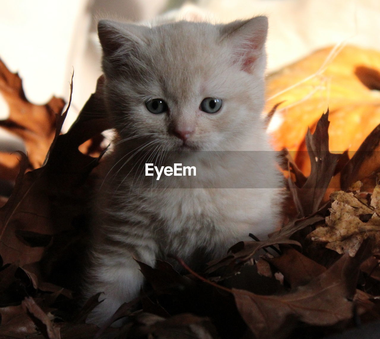 Portrait of white kitten amidst fallen leaves