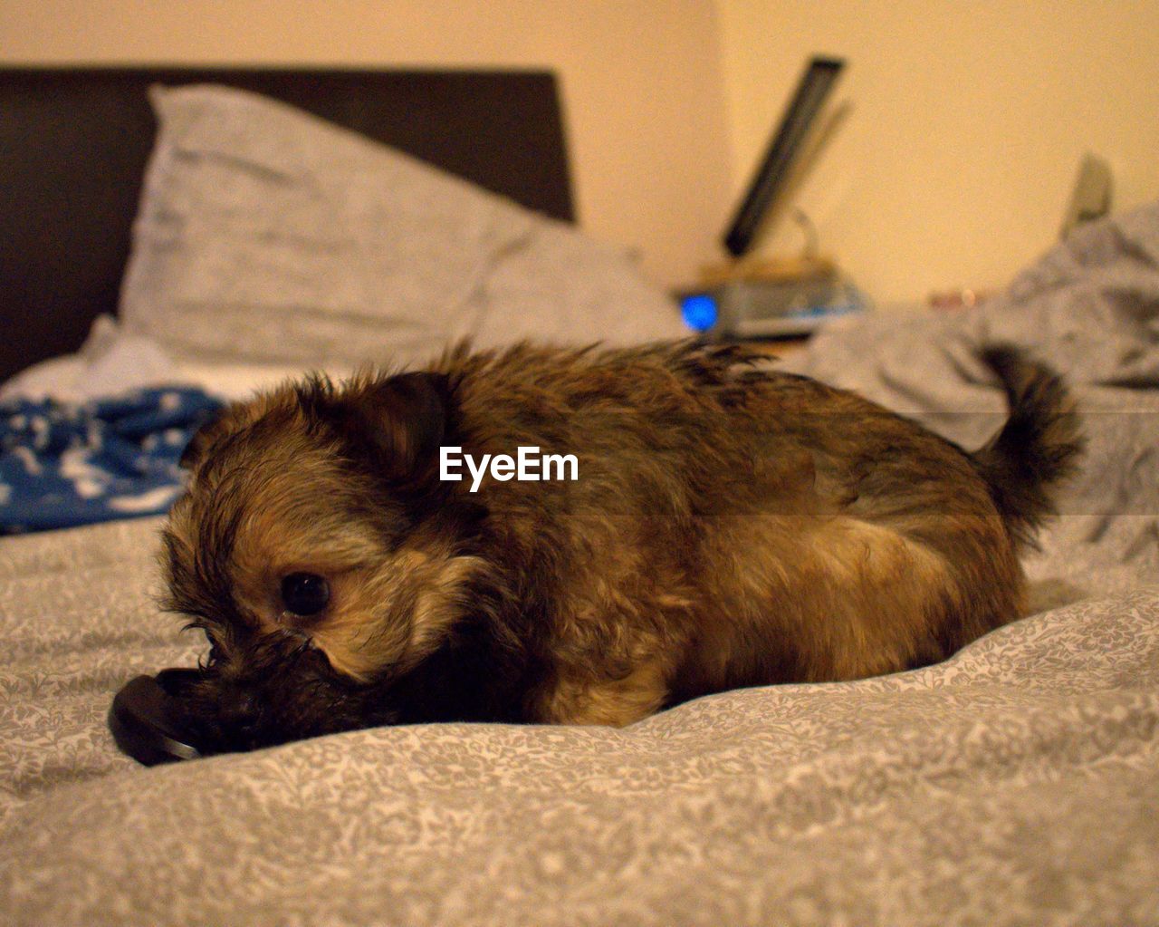 Portrait of dog on bed