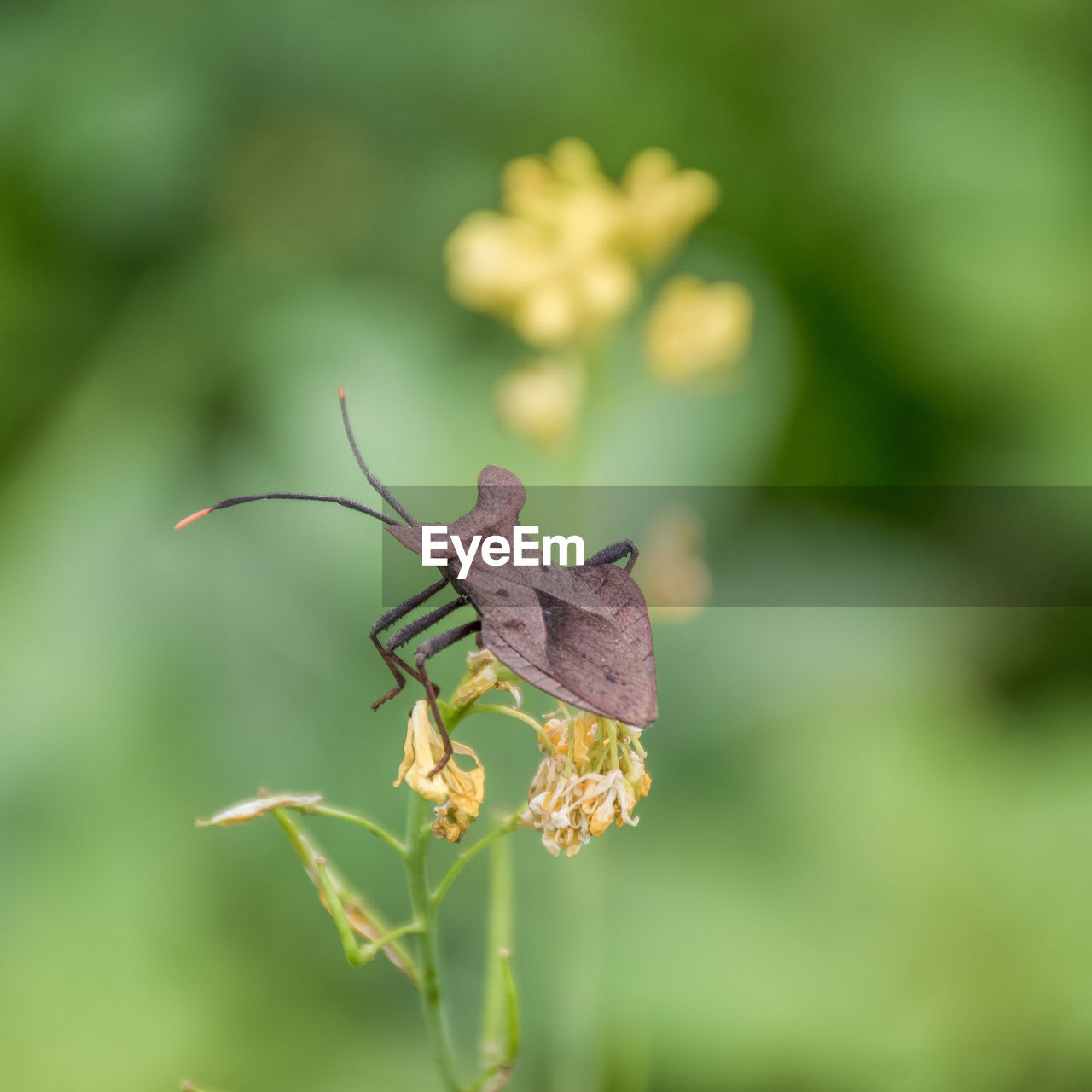 CLOSE-UP OF BUTTERFLY ON PLANT