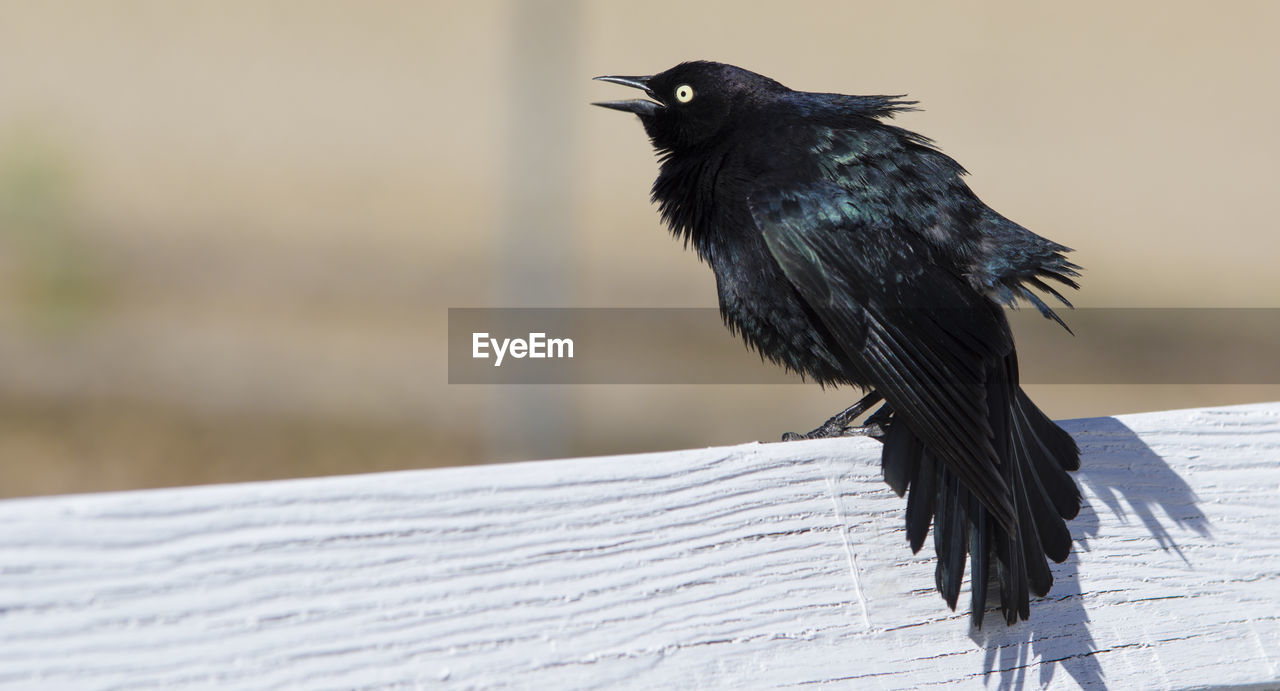 Close-up of bird perching on railing