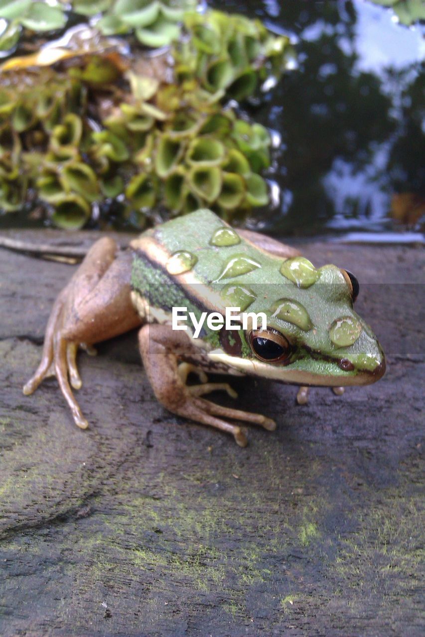 CLOSE-UP OF FROG IN WATER