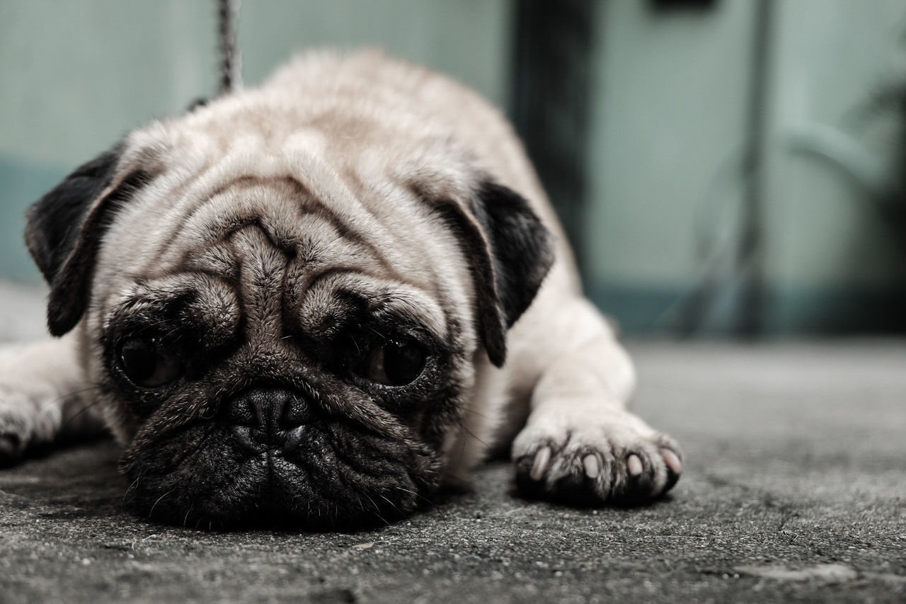 PORTRAIT OF DOG SLEEPING