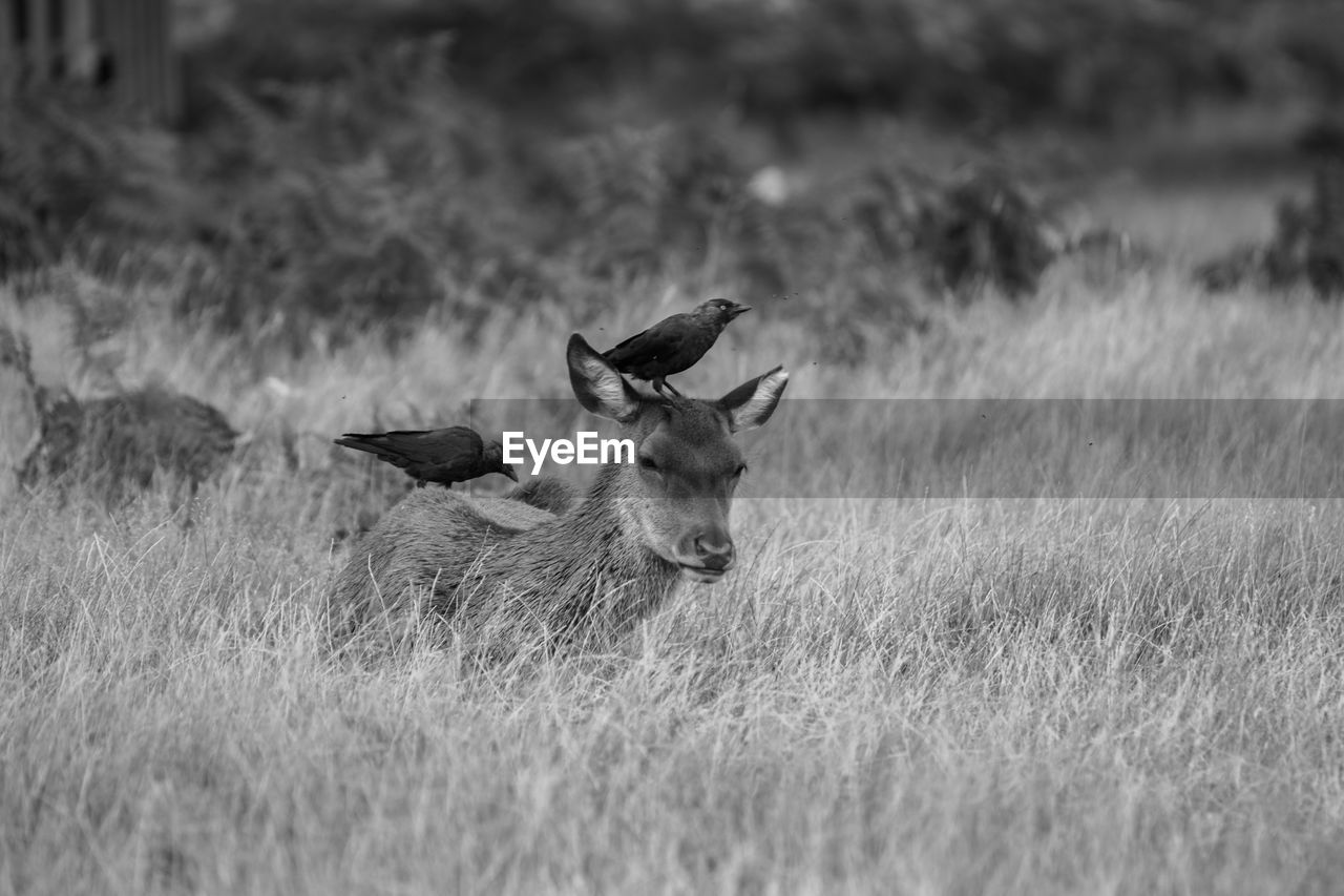 Low angle view of birds perching on deer in field