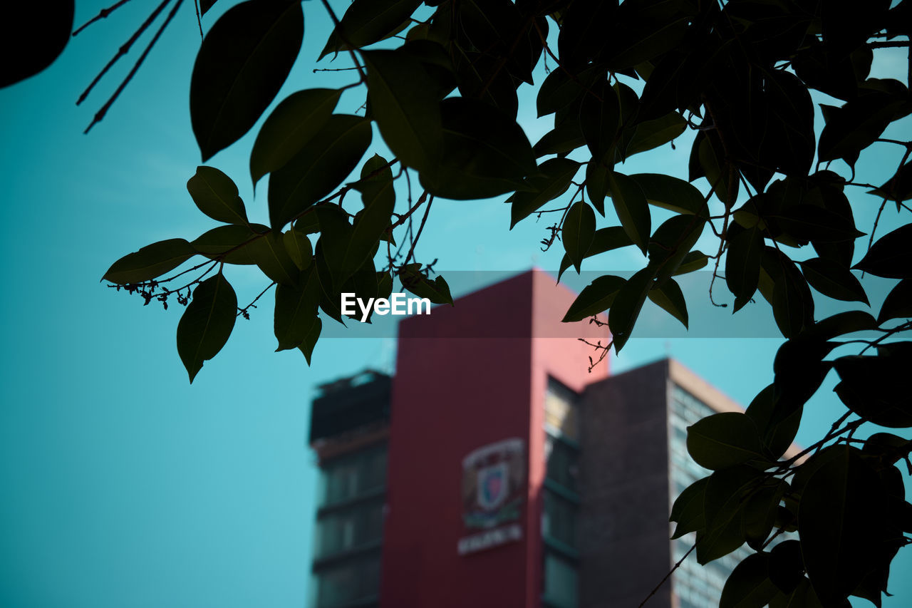 leaf, plant part, tree, nature, architecture, plant, sky, building exterior, built structure, flower, no people, growth, outdoors, low angle view, sunlight, silhouette, branch, city, blue, building