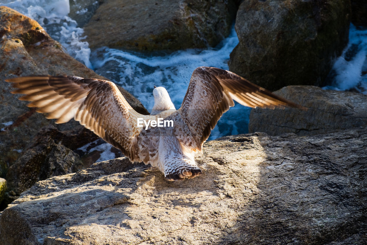 Rear view of seagull perching on rock