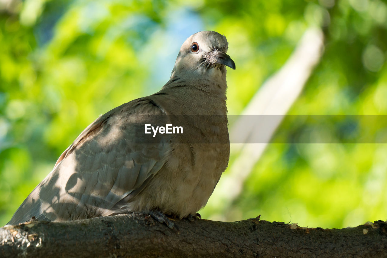 Low angle view of bird perching on tree