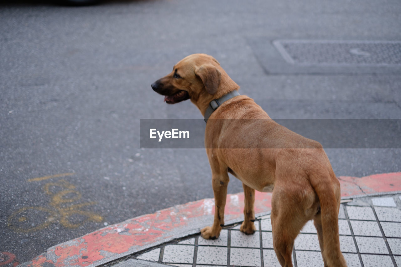 DOG LOOKING AWAY ON ROAD