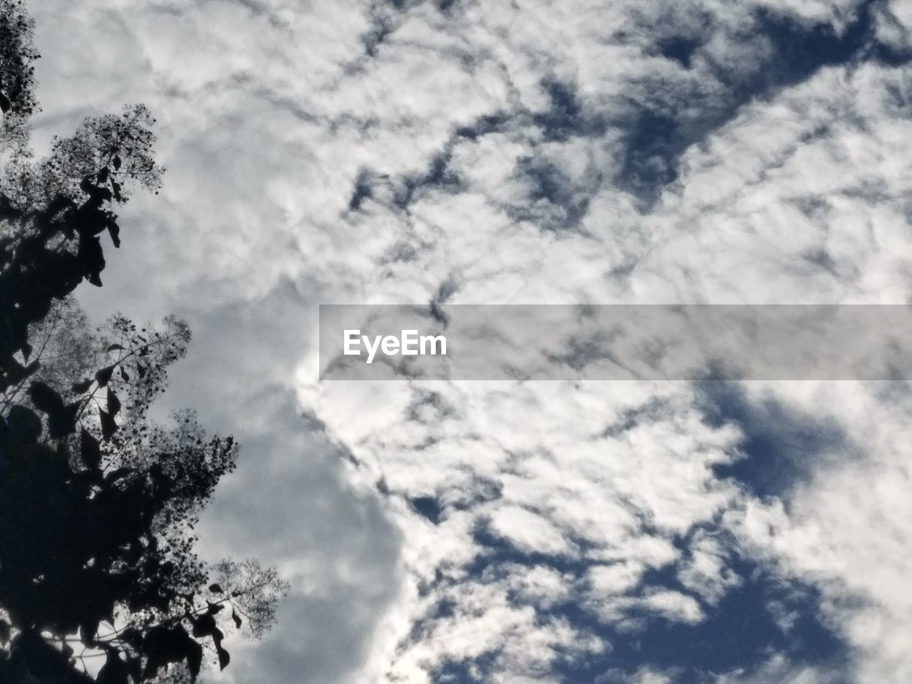 LOW ANGLE VIEW OF TREE AGAINST SKY