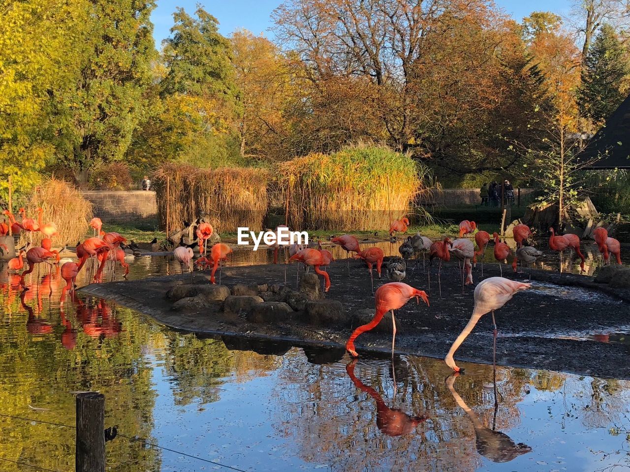 View of birds on lake during autumn