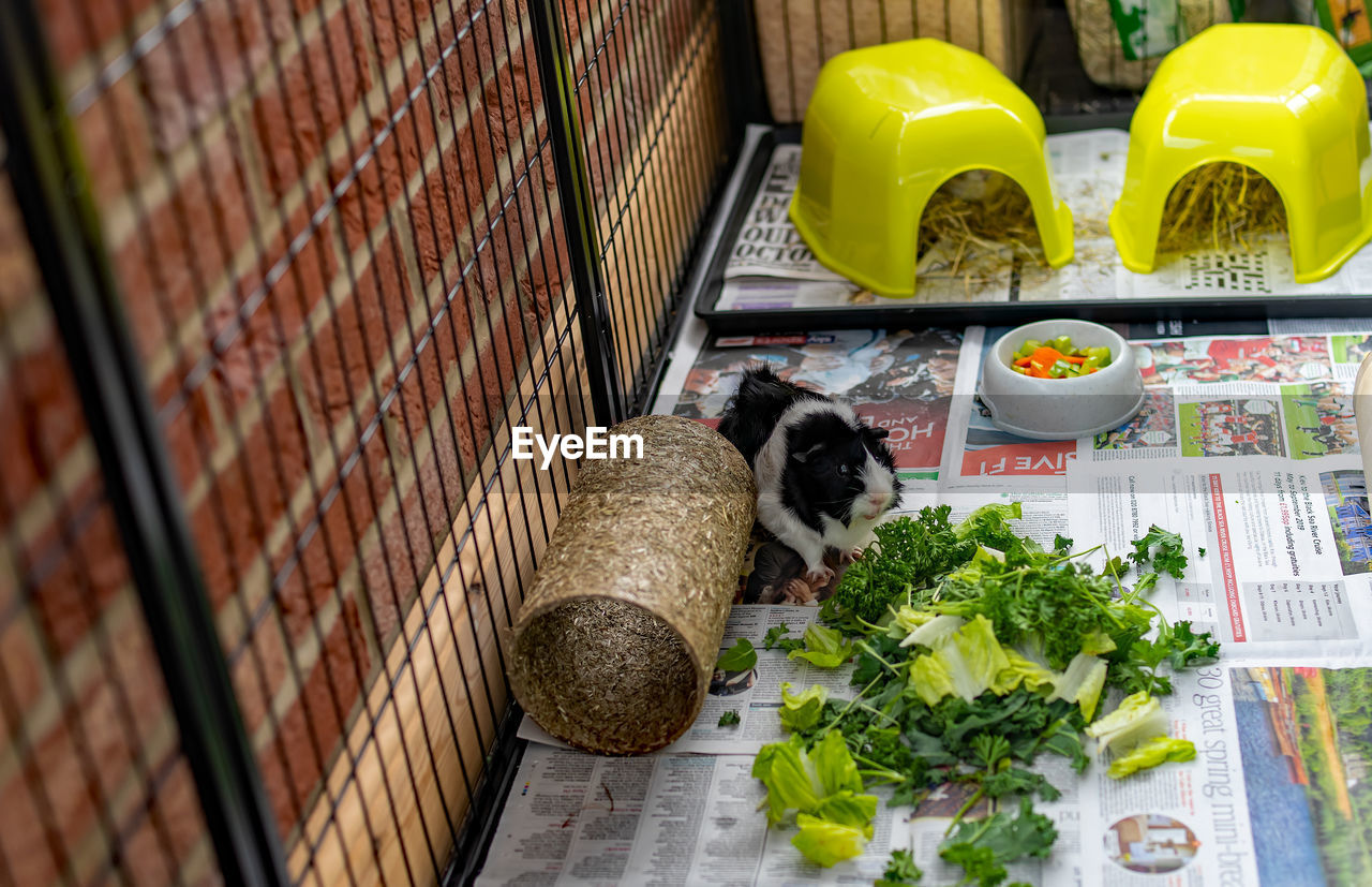 A young black and white male guinea pig in an indoor run