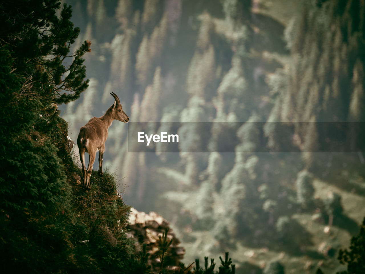 VIEW OF DEER STANDING ON MOUNTAIN