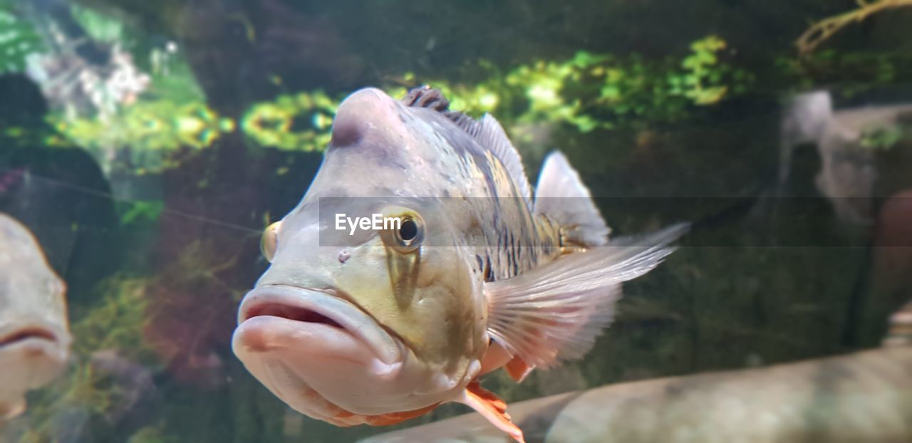 CLOSE-UP OF FISH UNDERWATER