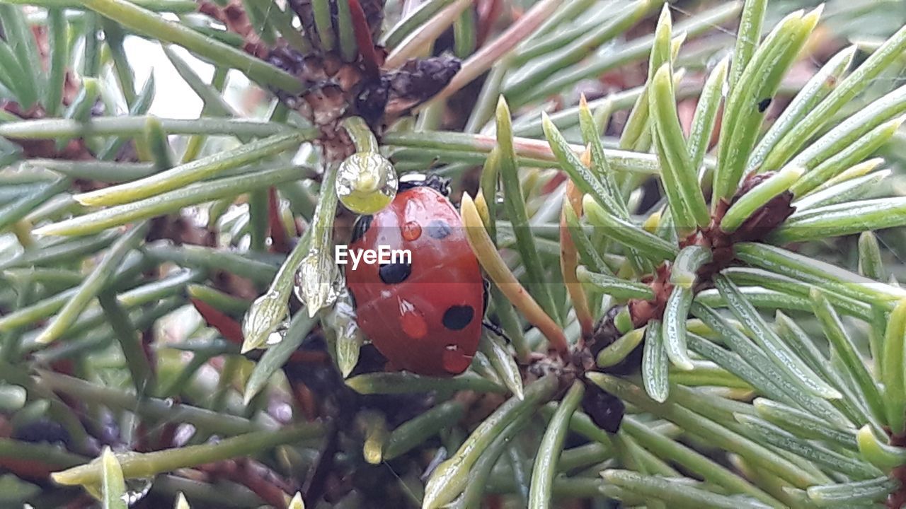 CLOSE-UP OF LADYBUG