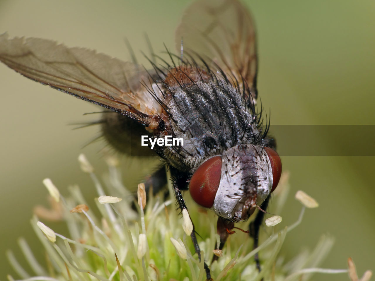 CLOSE-UP OF FLY POLLINATING ON FLOWER