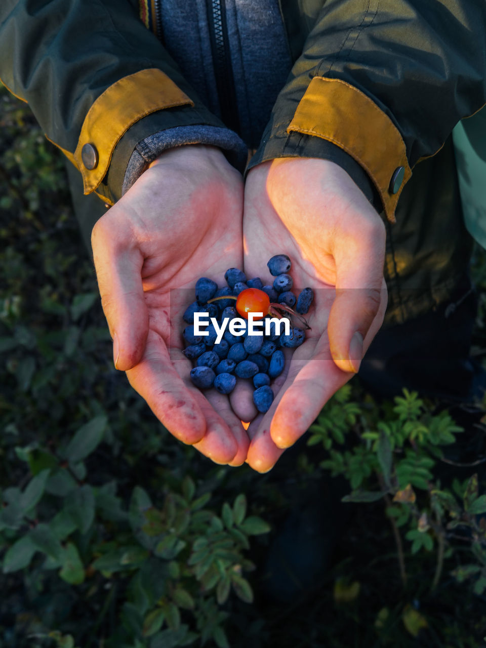 High angle view of human hands holding berries on field