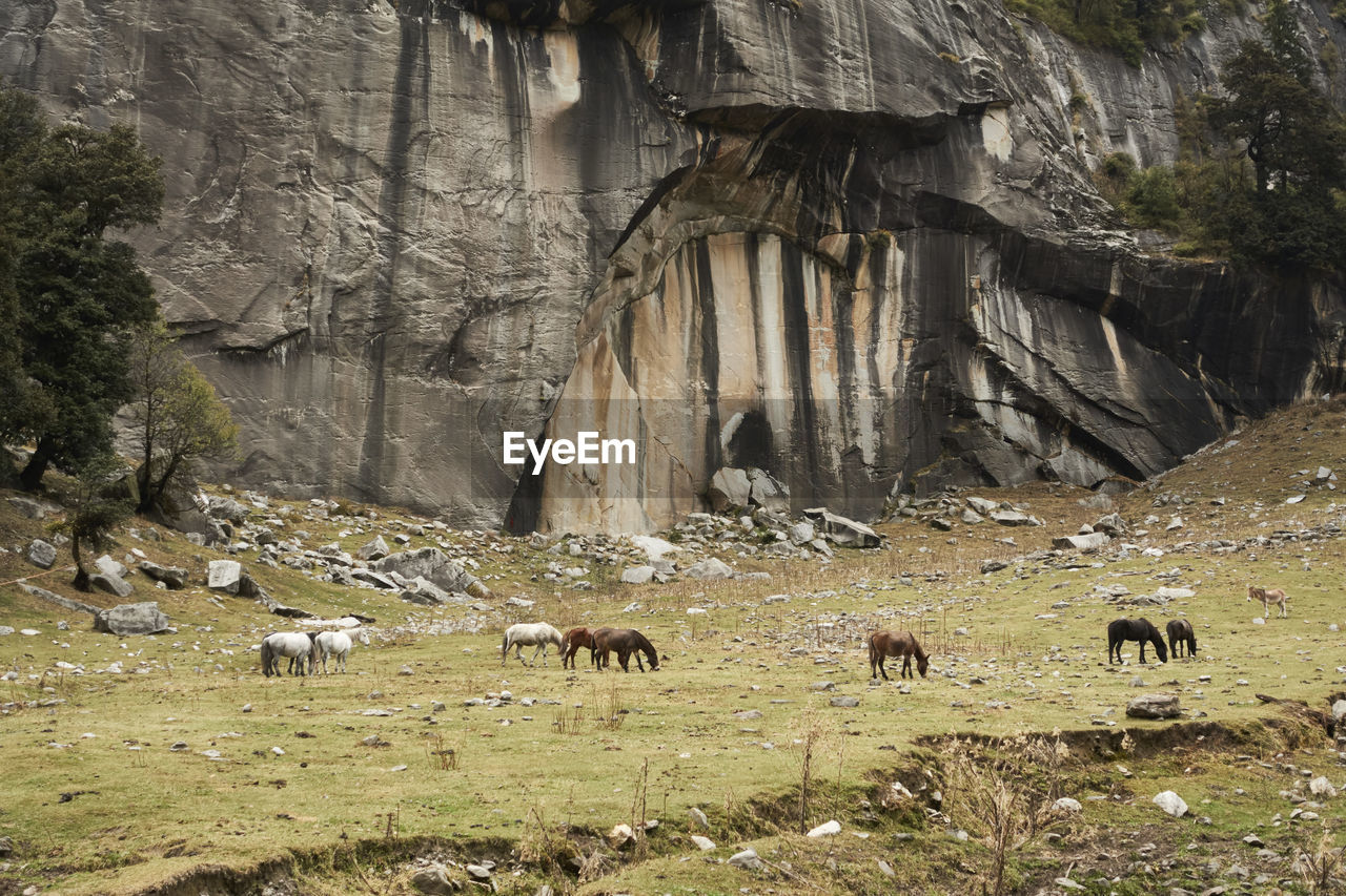 FLOCK OF SHEEP GRAZING IN A ROCK