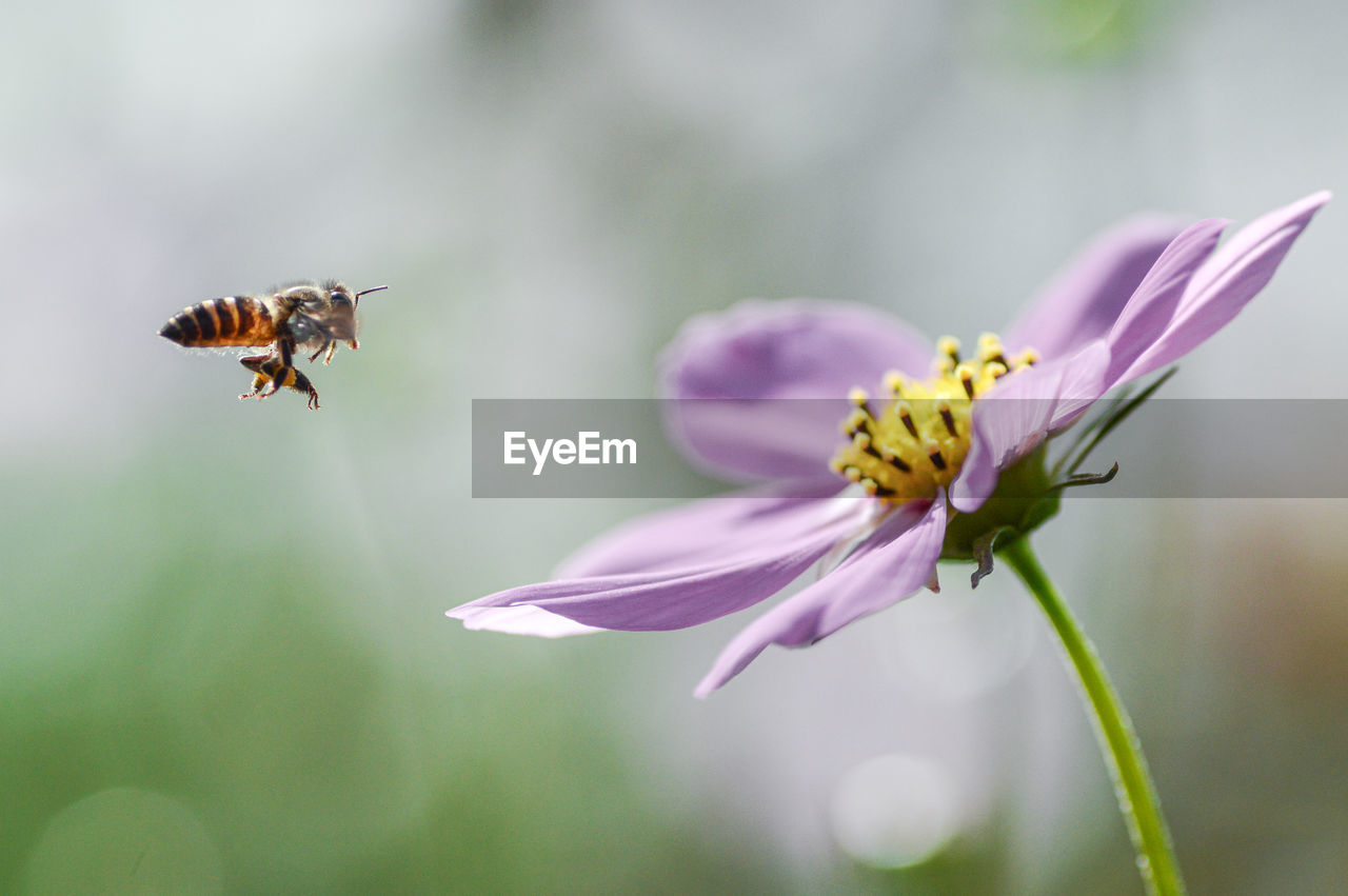 Close-up of bee pollinating on purple flower