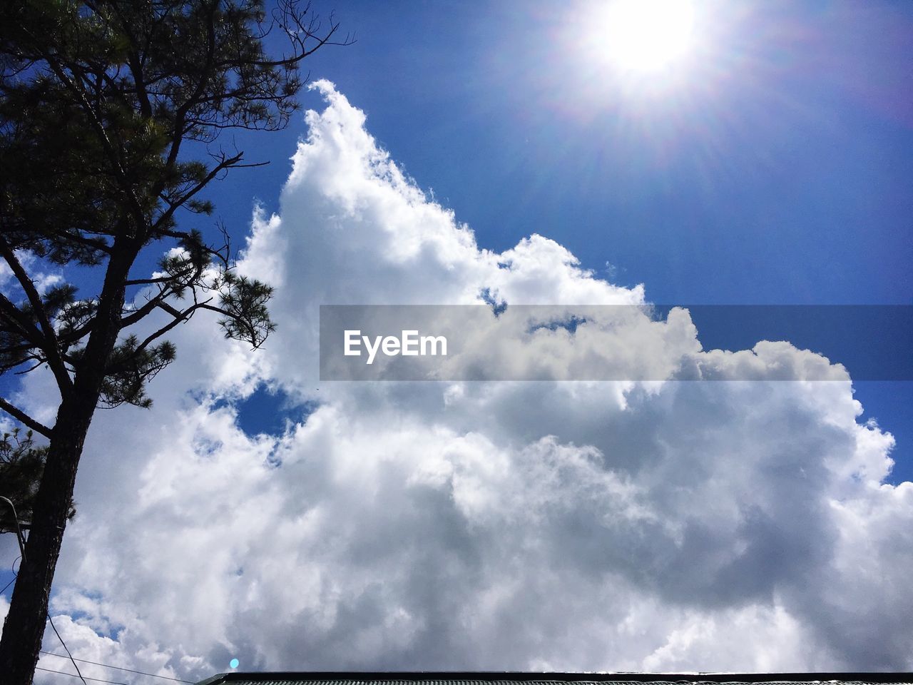 LOW ANGLE VIEW OF TREES AGAINST CLOUDY SKY