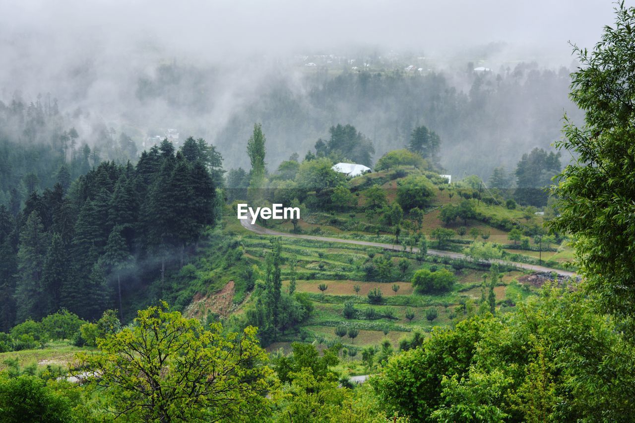 SCENIC VIEW OF TREES IN FOREST